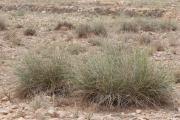 <strong>Lavinia Selli - Methodological framework to select plant  species for controlling rill and gully erosion:  application to a Mediterranean ecosystem - Article</strong><br />© 